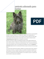 El Adiestramiento Adecuado para Un Cairn Terrier