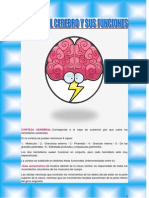 Partes Del Cerebro y Sus Funciones