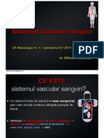 Histologie LP Vascular