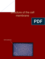 Cell Membrane Structure