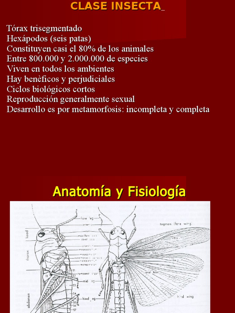 Anatomía, fisiología, ciclo de vida y clasificación de los insectos ...