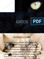 Comportamiento Felino Grupo 2 PDF