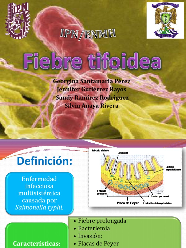 Fiebre Tifoidea Salmonella Ciencias de la Salud