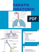 Aparato respiratorio: estructuras y funciones
