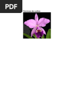 CATTLEYA Tecnicas de Cultivo