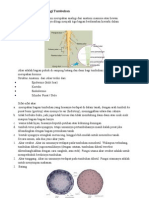 anatomidanmorfologitumbuhan-121129193328-phpapp01(1).doc