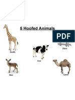 5 Hoofed Animal