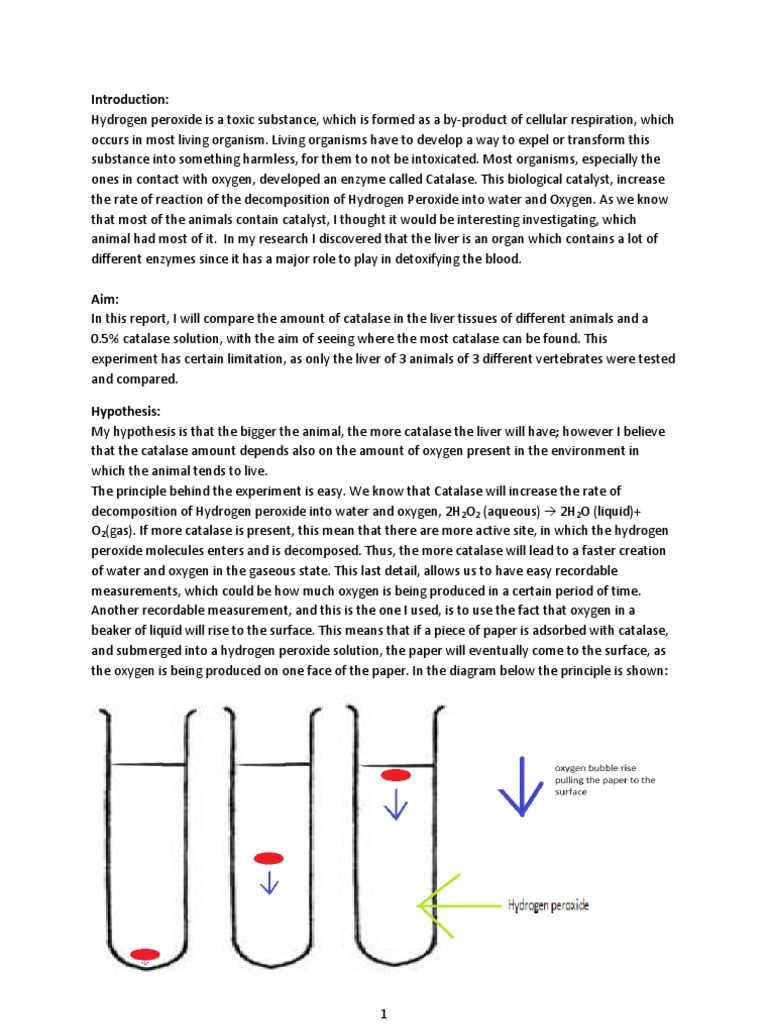 Lab Report Enzymes! PDF Catalase Peroxide