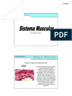 Sistema Muscular