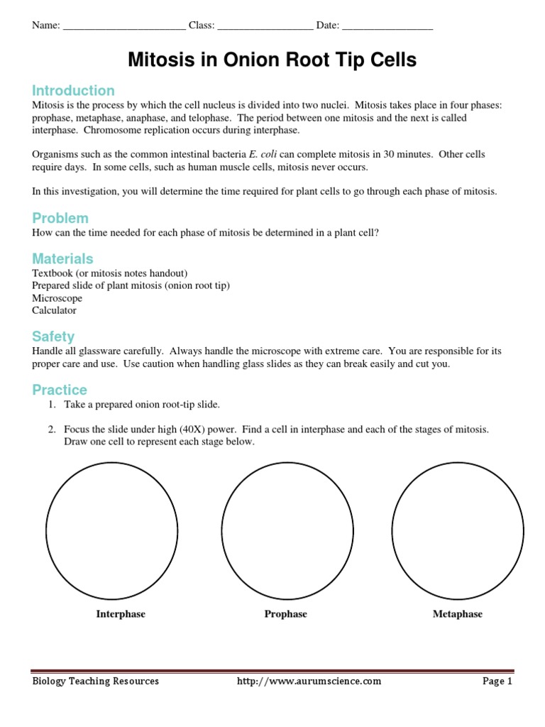 Mitosis in Onion Root Tip Cells Lab Mitosis Cell Cycle