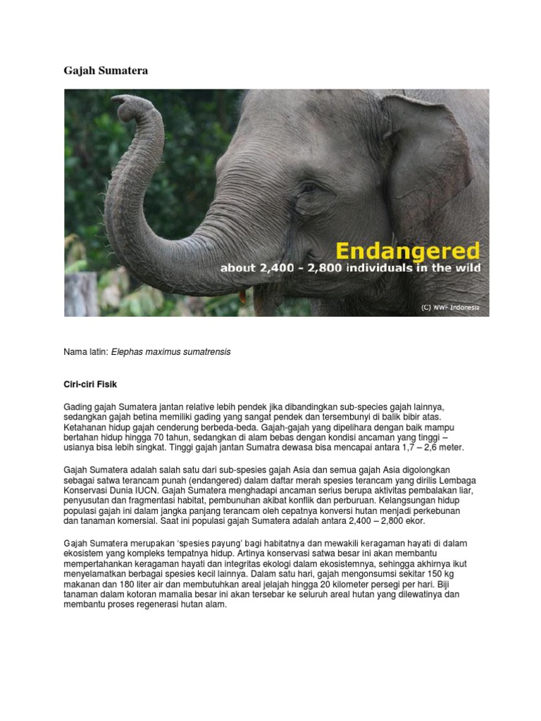 Unduh 95 Koleksi Gambar Gajah Dan Nama Latinnya Terbaru 