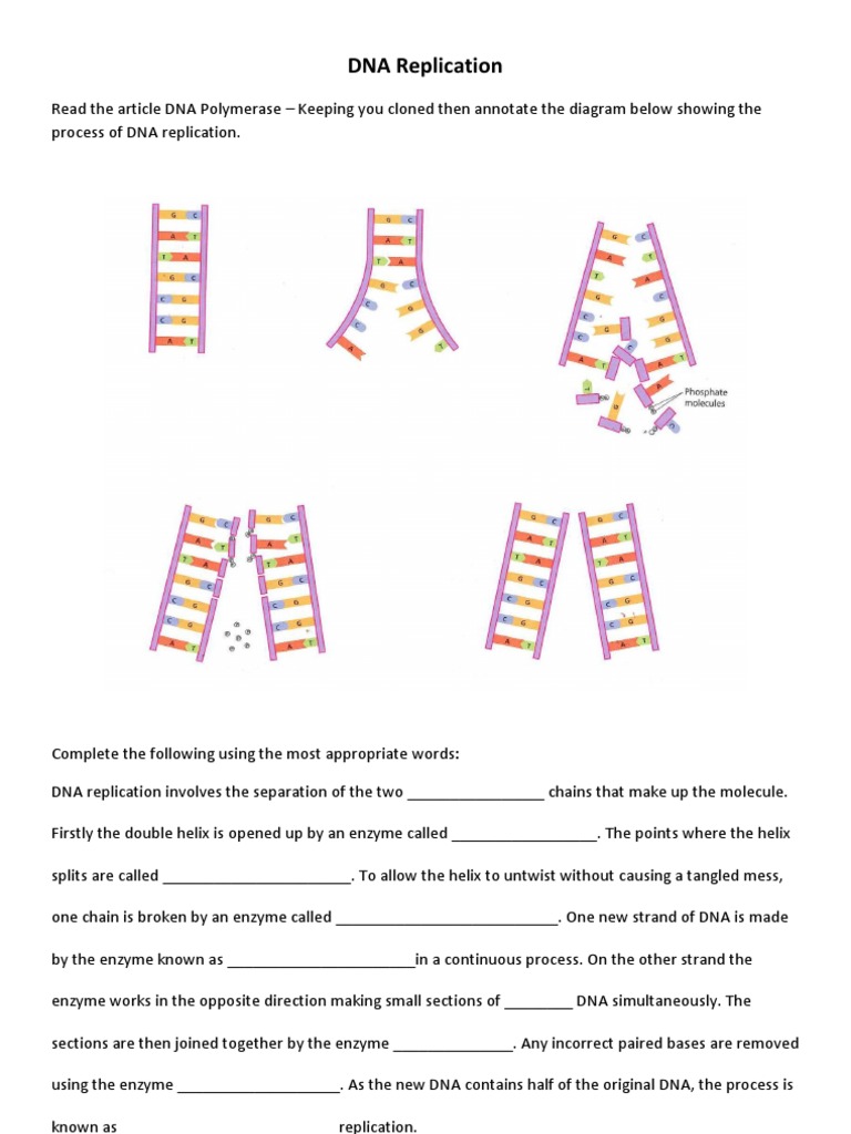 dna-replication-drawing-worksheet