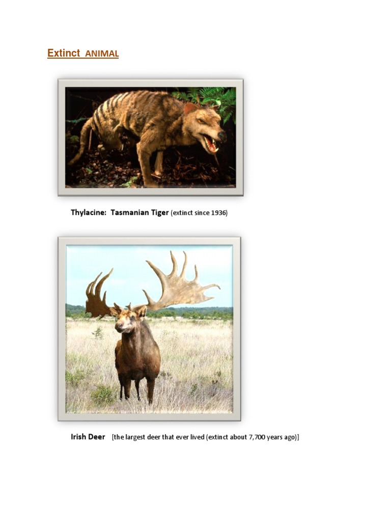 Extinct Animals: Tasmanian Tiger & More | PDF | History