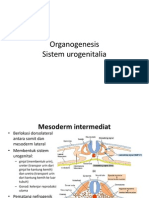 Turunan Mesoderm Urogenital Limb