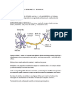Neurobiologia de La Neurona y La Neuroglia