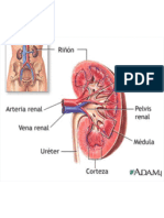 Insuf Renal Cronica Expo