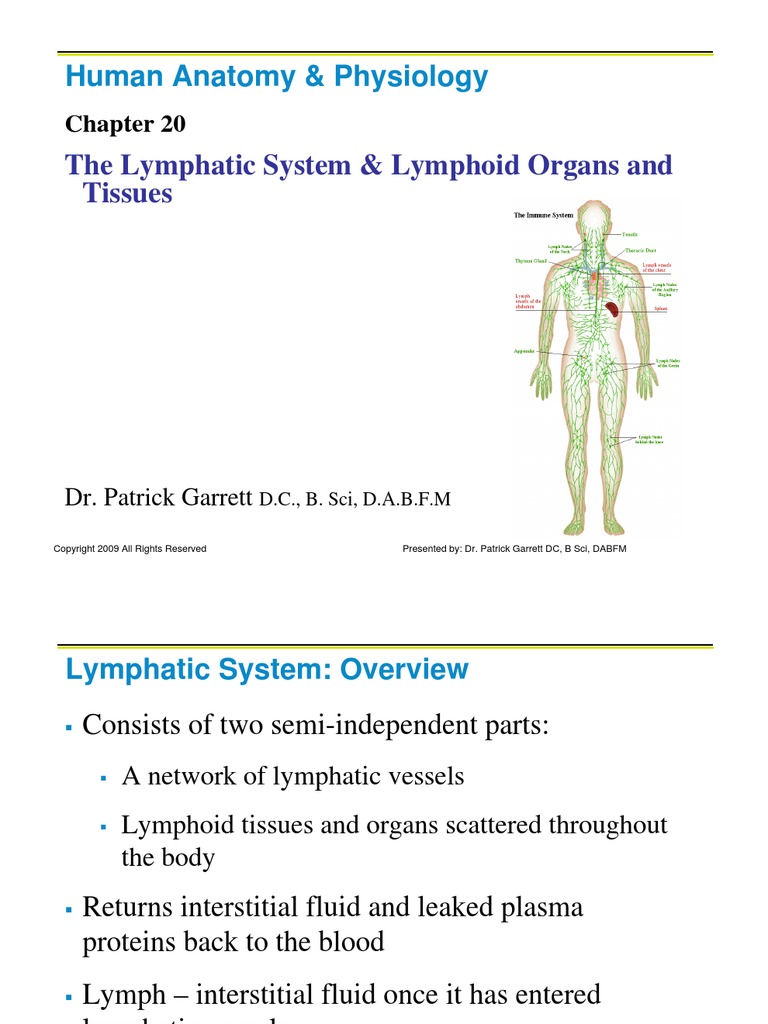20 The Lymphatic System Lymphoid Organs And Tissues Download Free