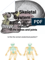 Skeletal System