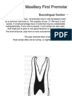 Permanent Maxillary First Premolar