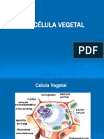 Celula Vegetal 1