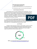 P GLOBacterial Transformation Protocol