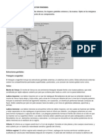 ANATOMÍA DEL APARATO REPRODUCTOR FEMENINOguia