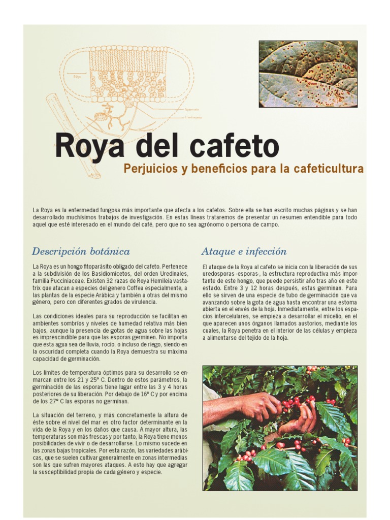 La Roya Del Cafeto