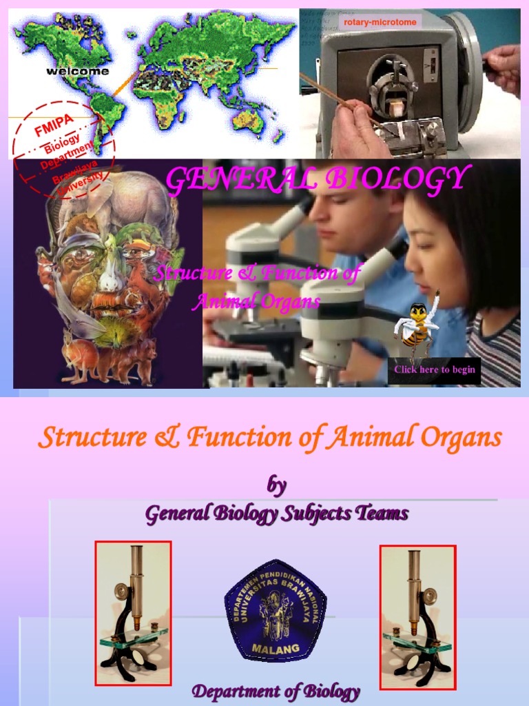  Organ  Struktur Dan  Fungsi Hewan  SP Chemical Synapse 