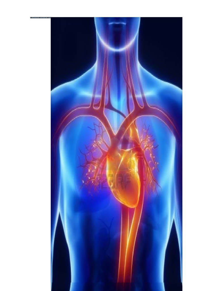 Tabajo de Anatomia Corzon | PDF | Aorta | Sistema circulatorio