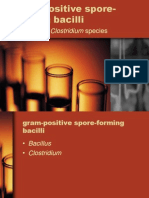 Gram Positive Spore Forming Bacilli