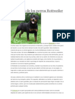 Los Mitos de Los Perros Rottweiler