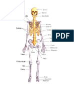 Esqueleto Humano