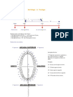 Apontamentos de Morfologia