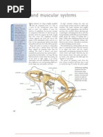 Download Skeletal and Muscular System of Frogs by Swng Talunay Taborda SN125729768 doc pdf