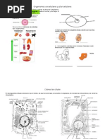 Organimos Unicelulares y Pluricelulares