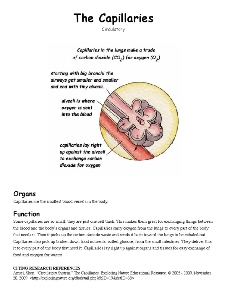 The Capillaries: Organs Function | PDF | Science & Mathematics