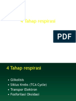 3 Tahap Respirasi