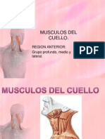 Musculos Del Cuello