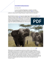 Elefantes Con Estrés Postraumático