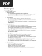 Muscular System: Answers and Explanations