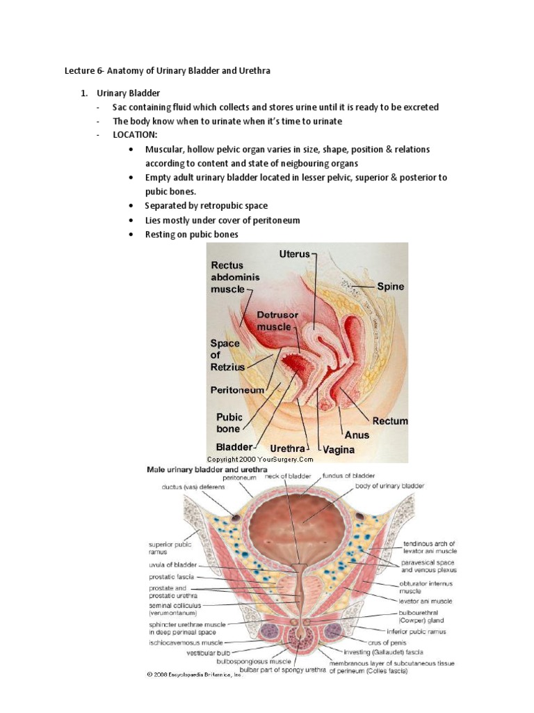 Anatomy of the Urinary Bladder and Urethra | PDF | Urinary Bladder ...