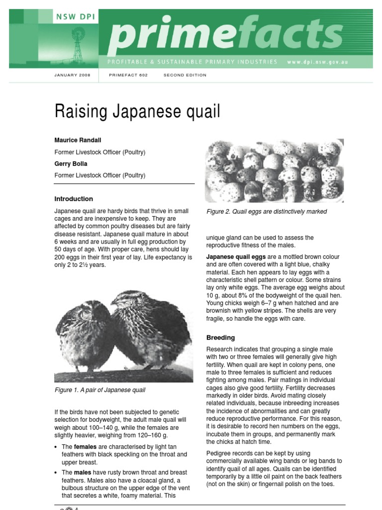 Raising Japanese Quail PDF Chicken Birds