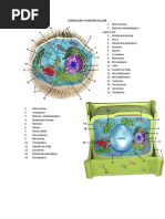 Taller Estructura y Función Celular