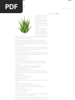 Aloe Vera