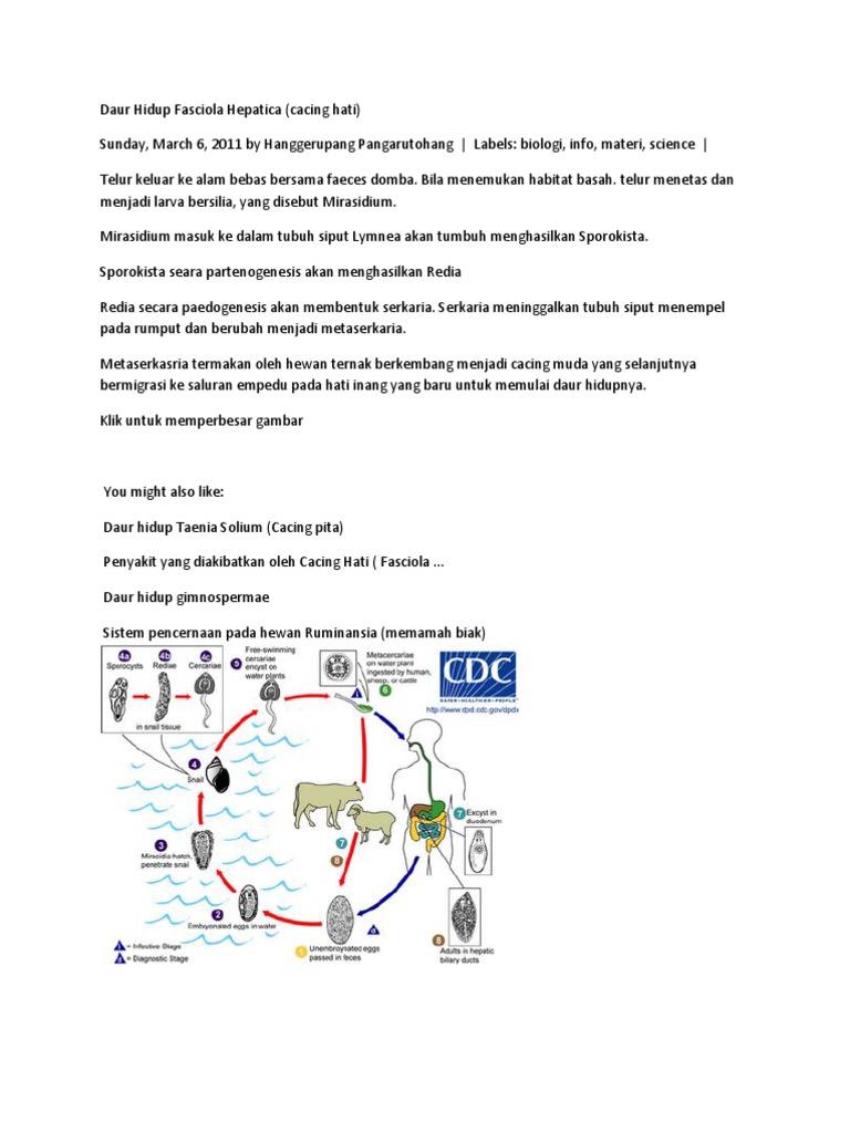 Siklus Hidup Fasciola Hepatica - Neofotografi