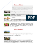 Plantas medicinales y alimenticias