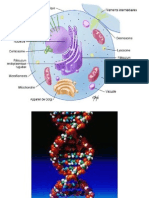 Recapitulare Fiziologie