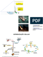 DiferenciaÇÃo Celular