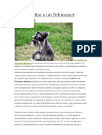 Para enseñar a un Schnauzer Miniatura