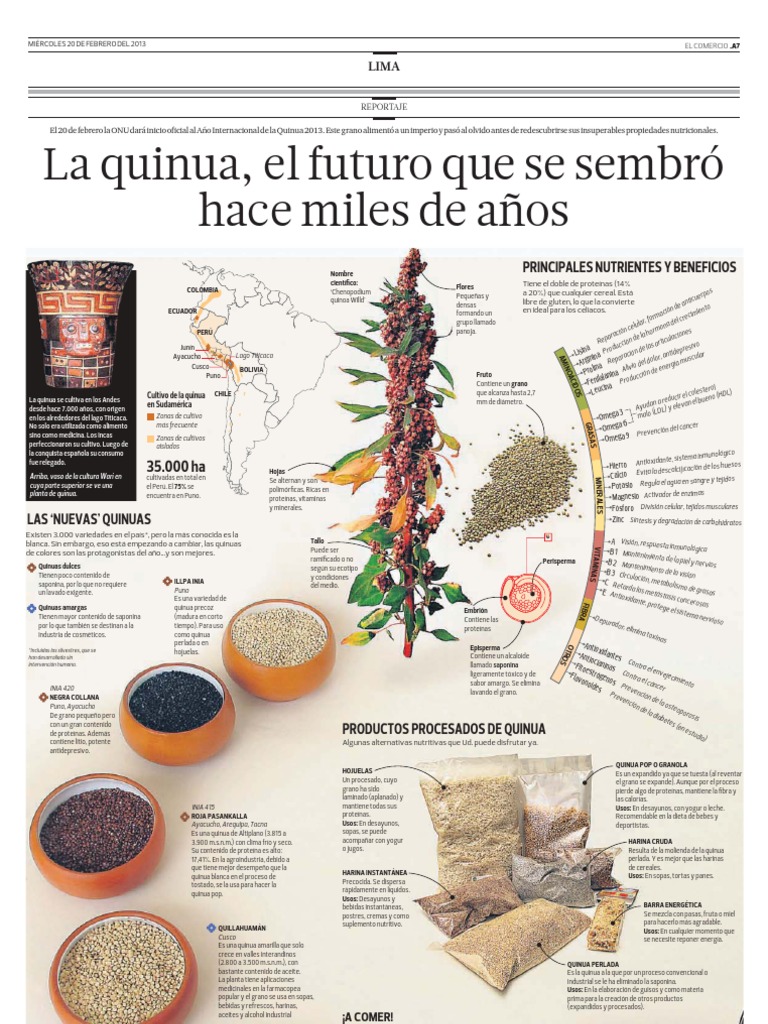 Infografía de la Quinoa Quinua Cereales